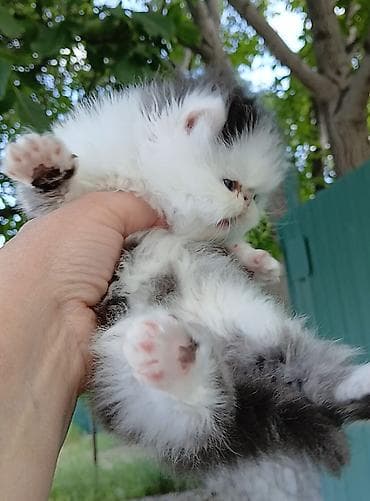 кошка мышык: Эксклюзив ! Настрящий персидский котёноккоторый может быть — 10