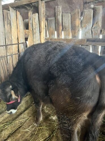 отдам животных в хорошие руки: Продаю | Бык (самец) | На откорм | Привязанные — 2
