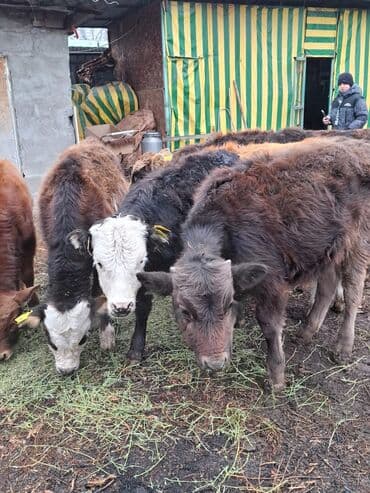 купить бычков оптом: Продаю | Музоо, торпок | Полукровка | На откорм — 3