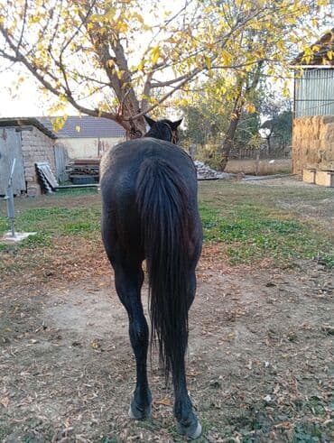 купить рабочую охотничью собаку: Продаю | Жеребец | Рабочий | Осеменитель — 2