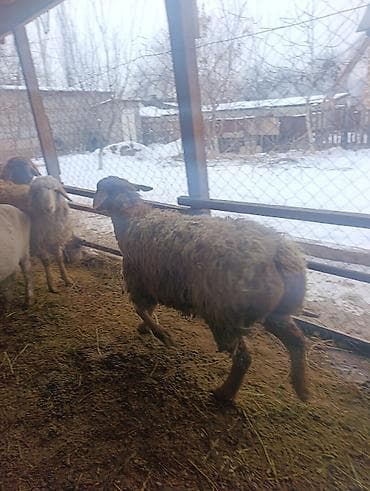 Иттер: Сатам | Ургаачы кой (ургаачы) | Гиссар | Көбөйтүү үчүн | Токту — 8