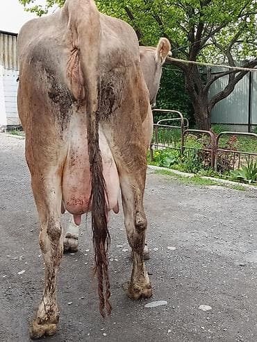 молоко варка: Продаю | Корова (самка) | Алатауская | Для молока | После отела — 2