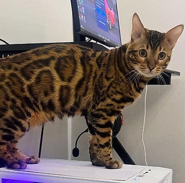 лысые котята: Г. Бишкек Наш чистокровный бенгал, Лео готов к вязке молод и полон — 3