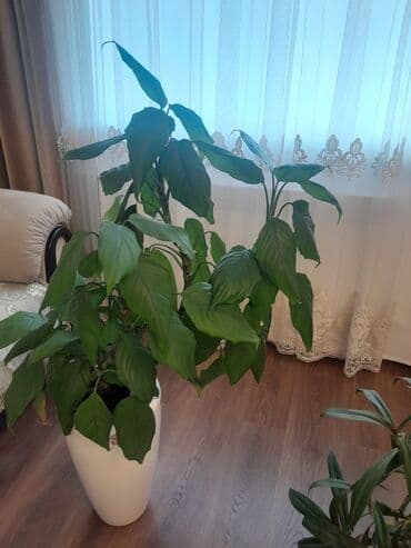 примула комнатные: Коллекция комнатных растений в кашпо: - Фикус эластика — 2