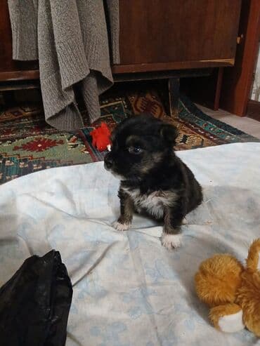 породы собак в бишкеке: 1 месяц, Самец — 2