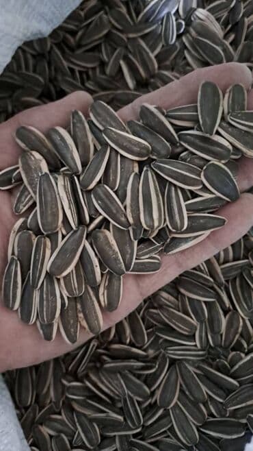 на ферме есть куры козлы и коровы: Семичка — 2