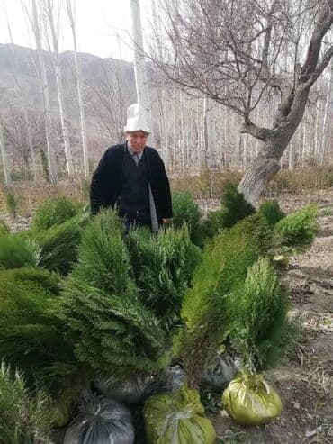 садовые качели купить: Саженцы деревьев: Туи, Бесплатная доставка — 12