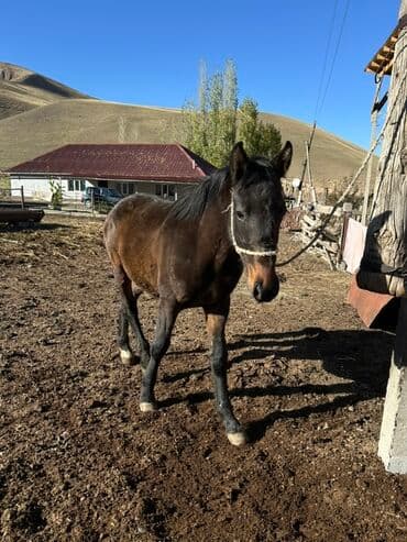сколько стоит собака немецкая овчарка: Продаю | Жеребец | Рабочий — 1
