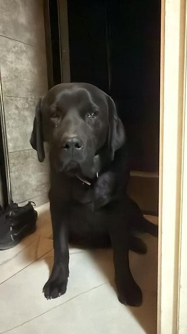 мопс щенок цена: Лабрадор-ретривер, 7 месяцев, Самец, С прививкой, С родословной — 6