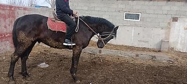 конь ат: Продаю | Конь (самец) | Рабочий | Племенные — 5