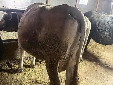 куплю корову: Продаю | Корова (самка) — 2