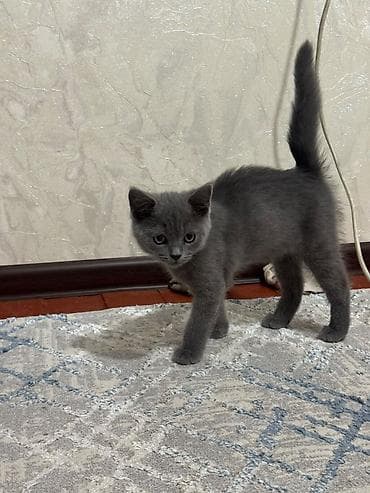 купить британскую кошку: Британская короткошёрстная, 3 месяца, Мальчик, Серый, Приучена к лотку — 6
