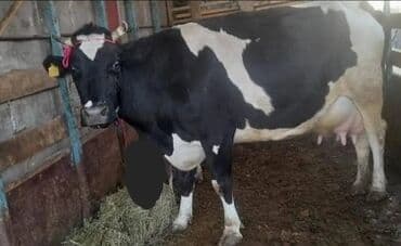 номер приюта для животных бишкек: Продаю | Корова (самка) | Для молока | Привязанные — 1