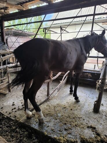 колбасный цех ош: Продаю | Кобыла (самка) | На забой — 1