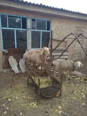 ашто акыр: Сатам | Кочкор (эркек) | Арашан, Аргын | Көбөйтүү үчүн, Союуга | Асыл тукумдуу — 2