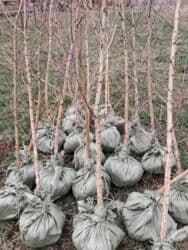 садовые инструменты: Саженцы деревьев: Туи, Бесплатная доставка — 10