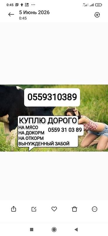 денежные ящики: Колбасный цех : Коровы, быки, | На забой, на мясо — 2