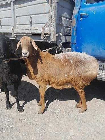 суту эчкилер: Сатам | Ургаачы кой (ургаачы) | Гиссар | Көбөйтүү үчүн | Ургаачы — 9