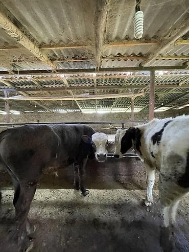 С/х животные и товары: Продаю | Бык (самец) | На откорм | Привязанные — 3