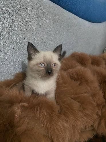 Услуги ветеринара: Тайская, 1 месяц, Мальчик — 3