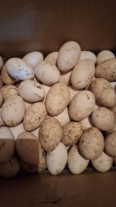 Животные: В наличии около100шт свежие инкубационные яйца ГУСИНЫЕ, порода — 1