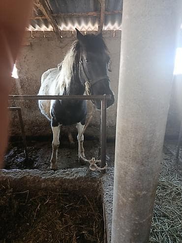 койго акур: Сатам | Бээ (ургаачы) | Көбөйтүү үчүн — 2