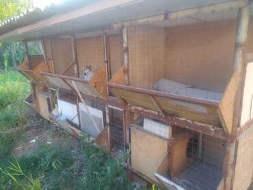 Иттер: Продаю ферму универсальная для курей кроликов и перепленок . очень — 1