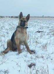 сколько стоит собака овчарка: Чыгыш Европа овчаркасы, 6 айлык, Ургаачы, Эмделген — 2