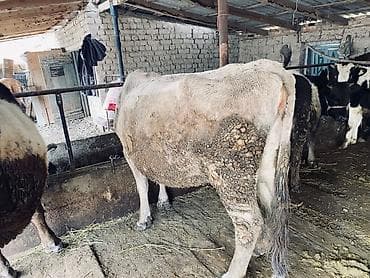 Зоотовары: Продаю | Корова (самка) | Для разведения | Привязанные — 1