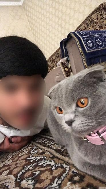 веслаухие кошки: Шотландская вислоухая кошка (Scottish Fold) - Окрас: ровный — 1