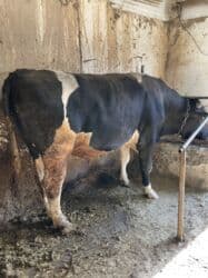 Аквариумдар: Сатам | Бука (эркек) | Голштин | Көбөйтүү үчүн | Асыл тукумдуу — 4