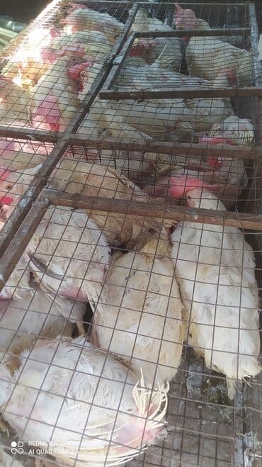 Продаю | Куры | Для разведения