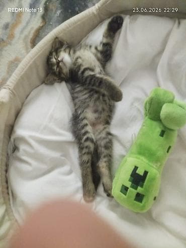 кошки крысоловы: Беспородная, 1 месяц, Мальчик, Приучена к лотку — 2