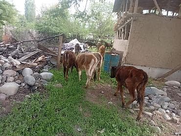 я ишу карову: Продаю | Музоо, торпок — 3