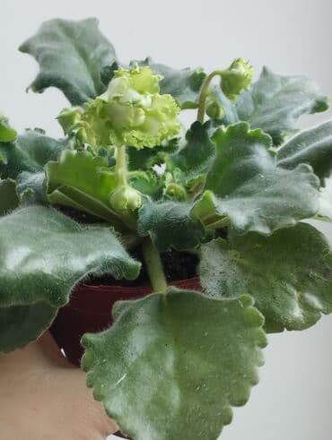 Продаю фиалки есть детки