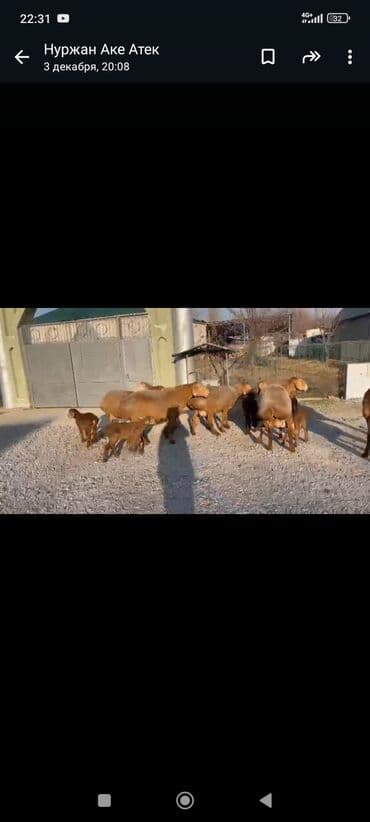 сх животные и товары: Продаю | Овца (самка) | Для разведения | Ягнившаяся — 6