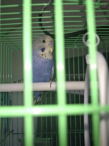 попугай кеша: Папугай бала келиштирип берем ат кеша 5-6месас номер чала берестер — 2