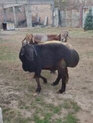 сколько стоит ожереловый попугай: Продаю | Овца (самка) | Для разведения — 3