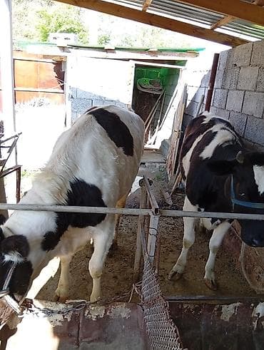 матки пчел: Продаю | Тёлка | Полукровка | Для разведения | Нетель — 1