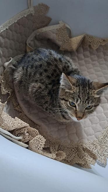 кошка вислоухая серая: Отдам кошку с 4 котятами. Кошка домашняя, короткошёрстная — 1