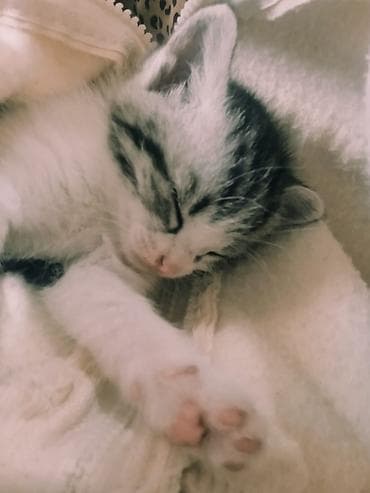 черные кошки: Котята из одного помёта - Окрас: один полностью чёрный, второй — 2