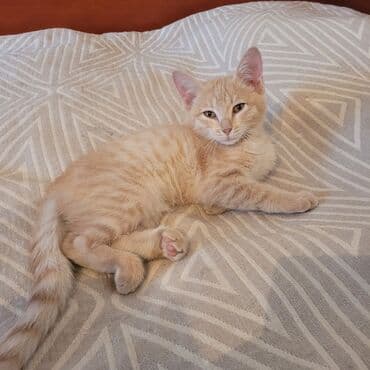 рыжий вислоухий котенок купить: Рыжий котёнок, 2 месяца, с мягкой персиковой шерстью и светлыми — 3