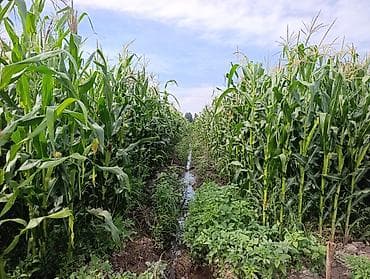 ферма центр: Продается кукуруза 🌽 сорт местный в перемешку с пионером поле — 1