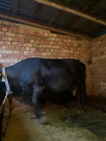 сингапурская кошка купить: Продаю | Корова (самка) | Для молока | Привязанные — 5