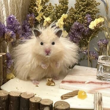 Крысы: Продаются хомячки джунгарские, сирийские, ангорские пушистые хомячки — 6