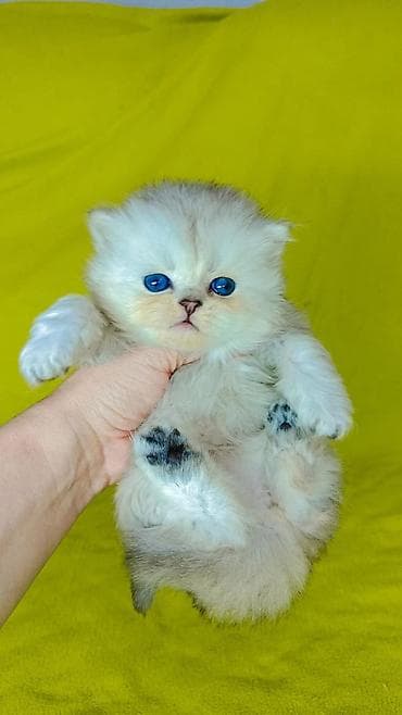 ит мышык: К раннему бронированию шотландские котята мальчики. Хайленд и гладко — 4