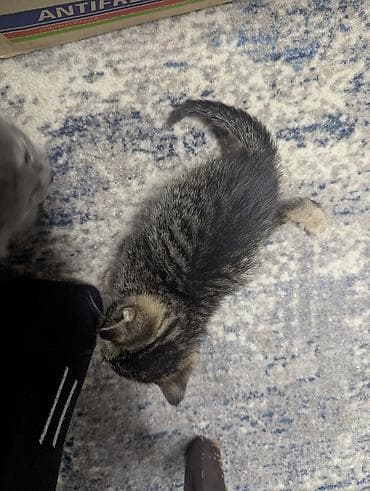 кошка с разными глазами: Котята от домашней кошки - 4 котят: есть трёхцветные — 6