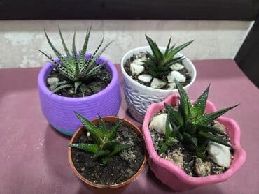 стеллаж для фруктов: Комнатное растение в кашпо - Вид: декоративный куст с одеревеневшим — 5