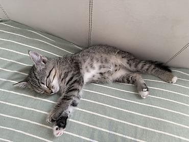 абиссинская кошка: Кошка даром: Беспородная, 1 месяц, Мальчик, Приучена к лотку, Проглистована — 4