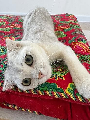 Продажа кошек: Скотиш Фолд (Шотландская вислоухая), 6 месяцев, Мальчик, Белый, Приучена к лотку, Проглистована, С прививками — 1